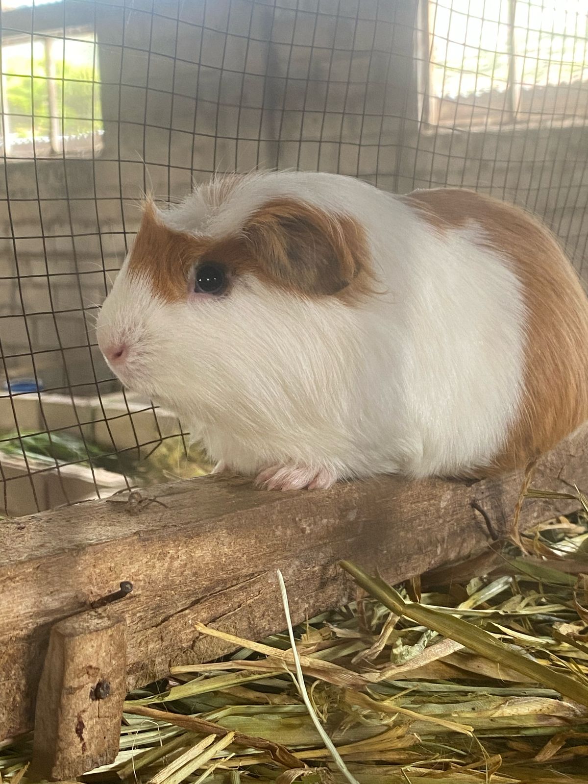 Organic yogurt production