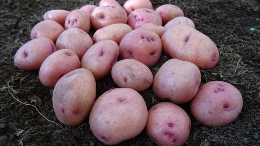 Organic yogurt production